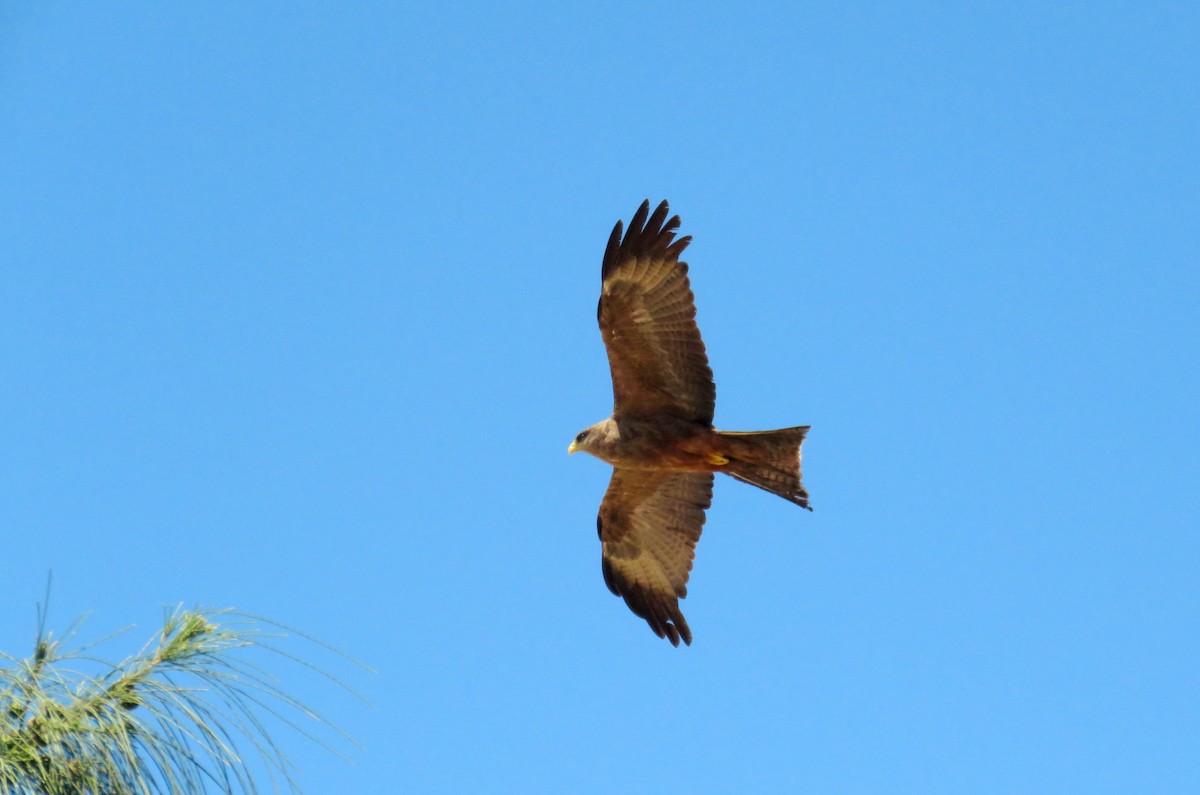 Miru beltza - ML646232450