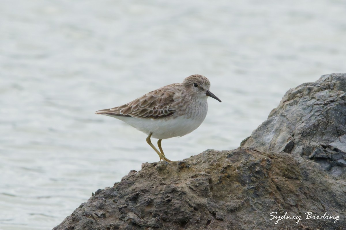Least Sandpiper - ML646232451