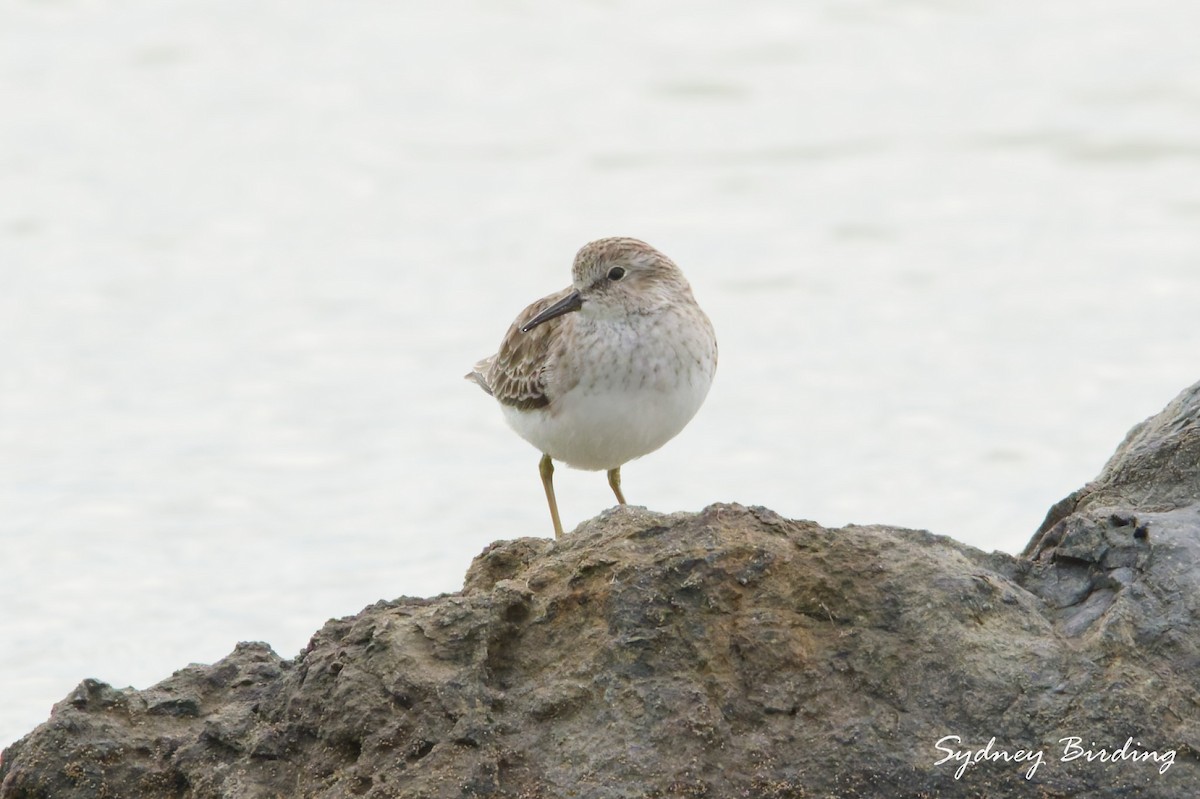 Least Sandpiper - ML646232452