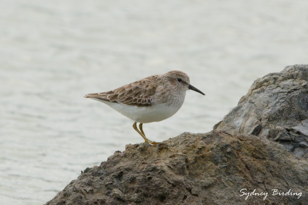 Least Sandpiper - ML646232453