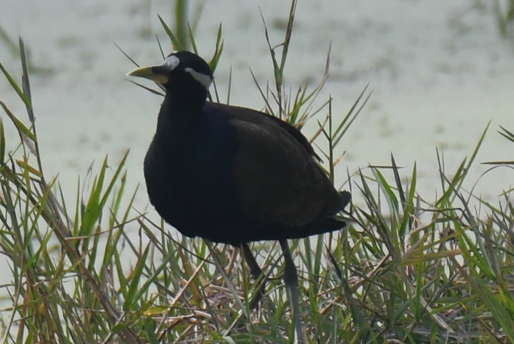 Bronze-winged Jacana - ML646232454