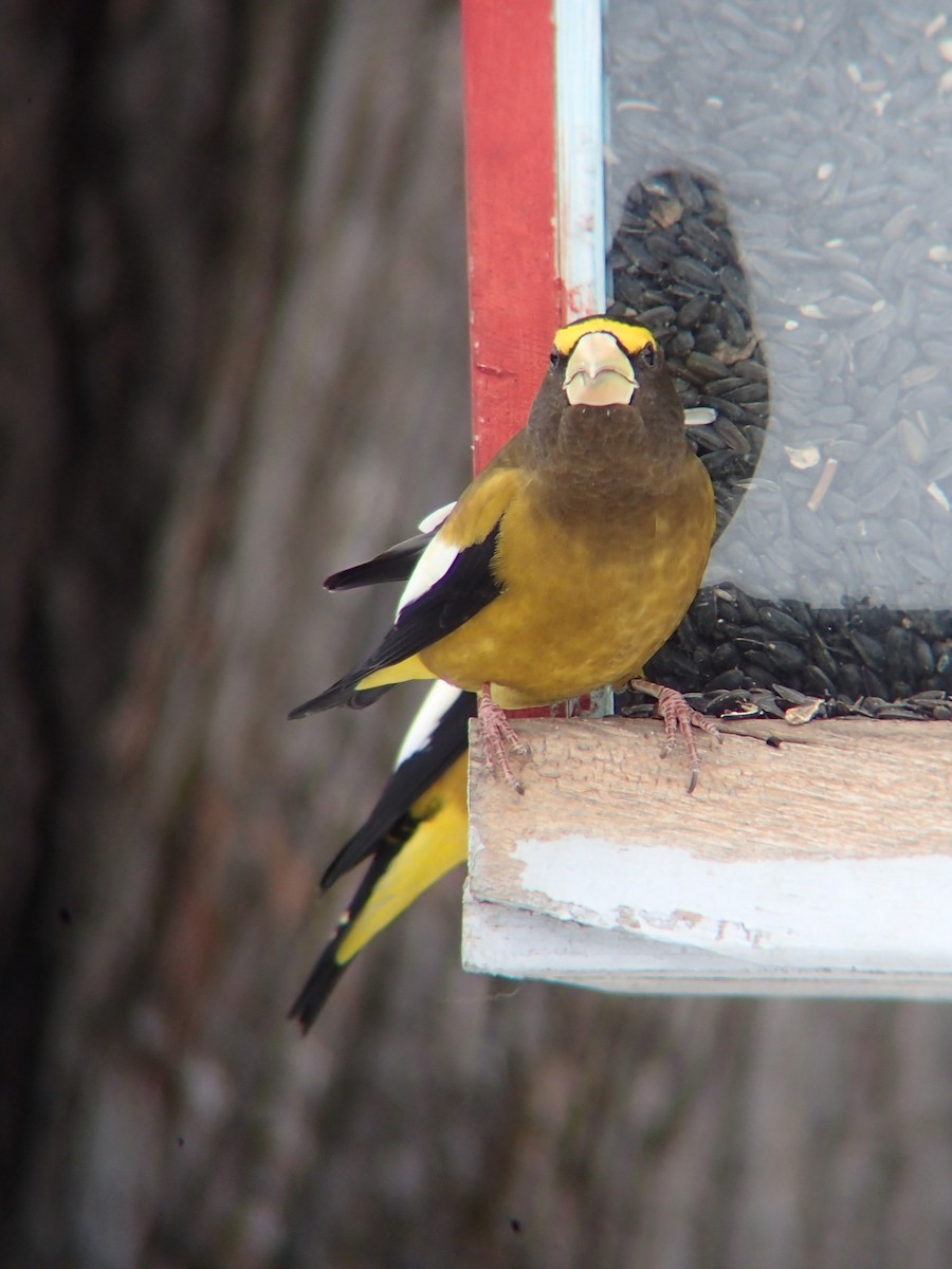Evening Grosbeak - ML646232455