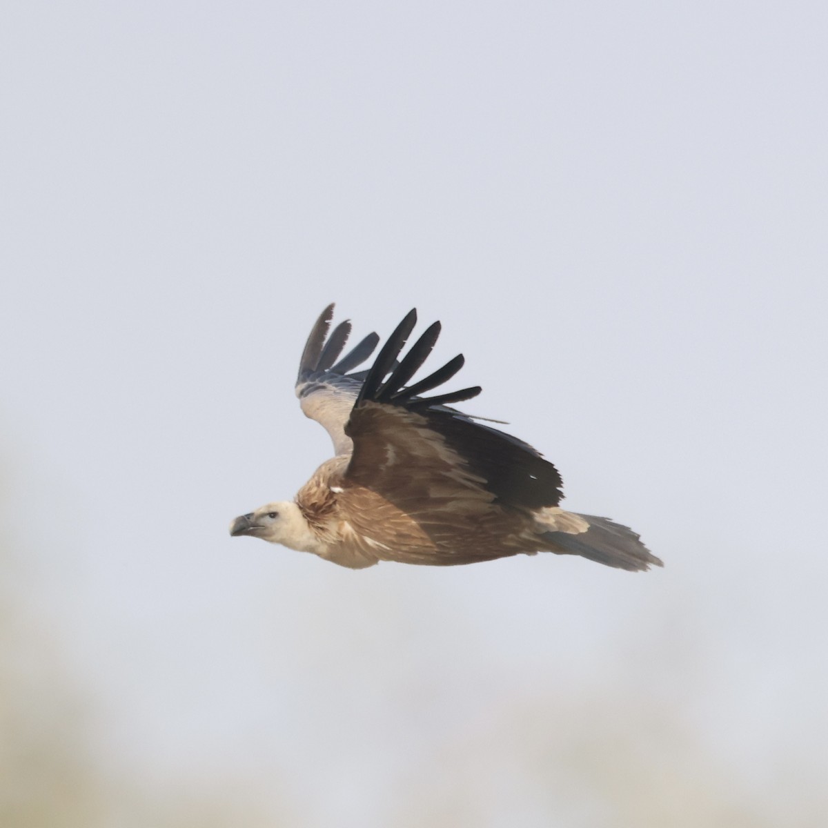 Eurasian Griffon - ML646232456