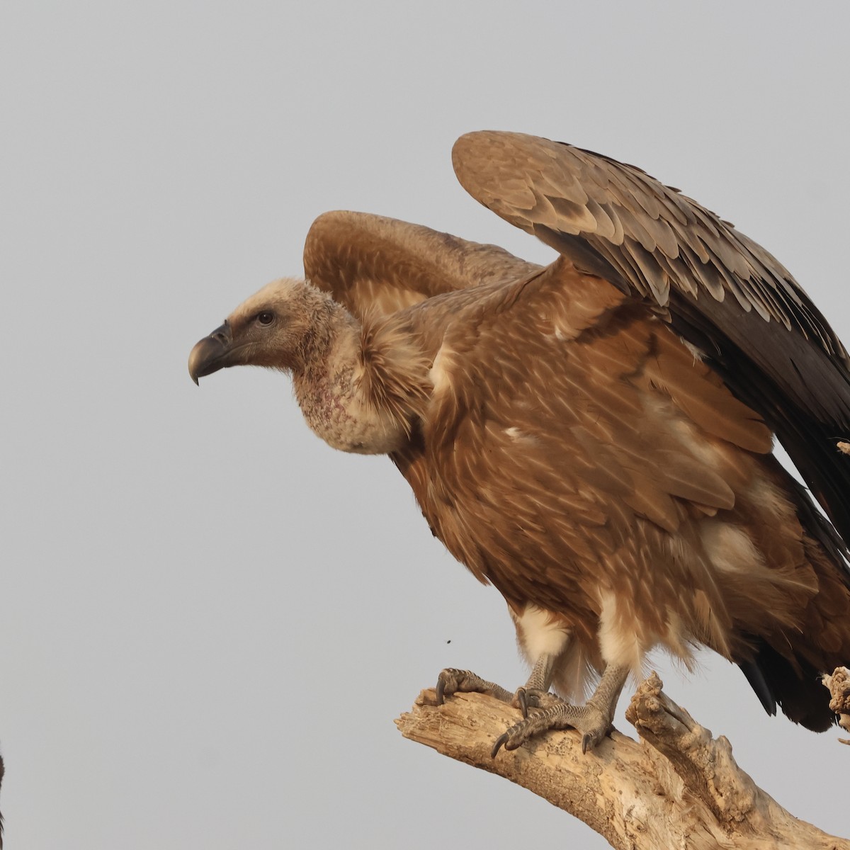 Eurasian Griffon - ML646232457