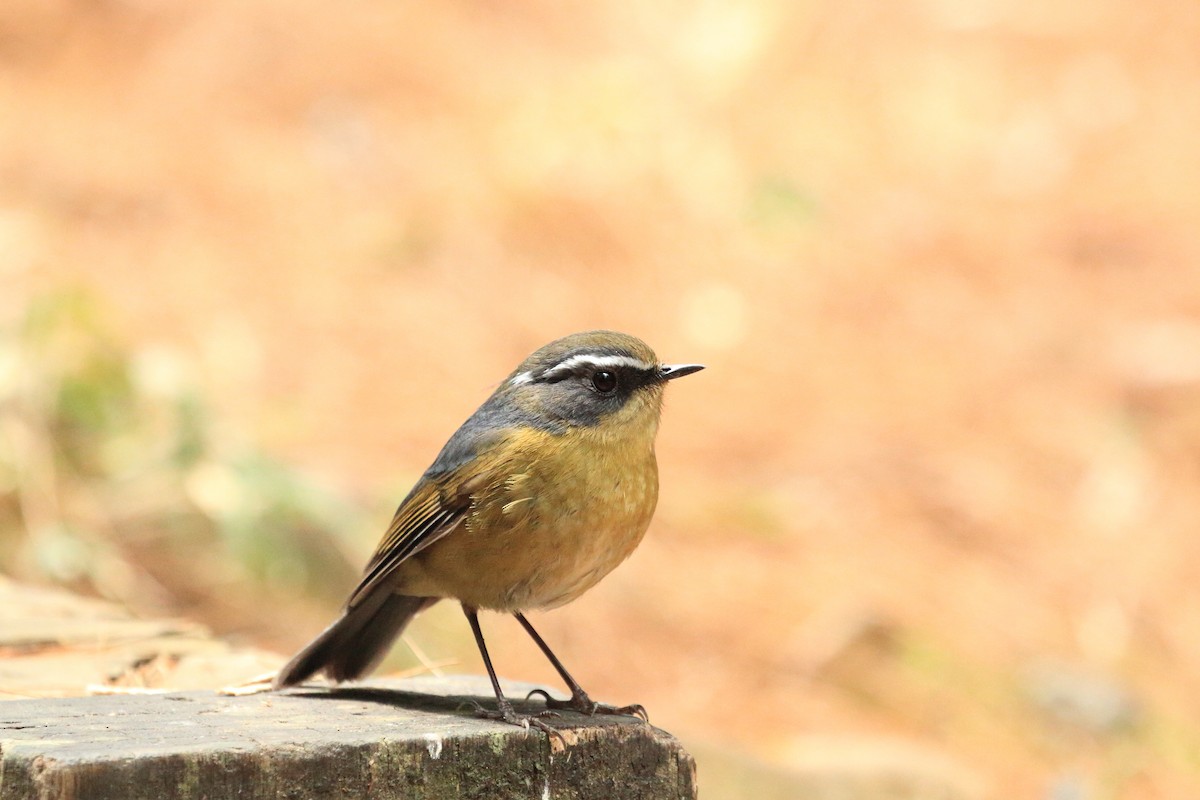 Taiwan Bush-Robin - ML646232458