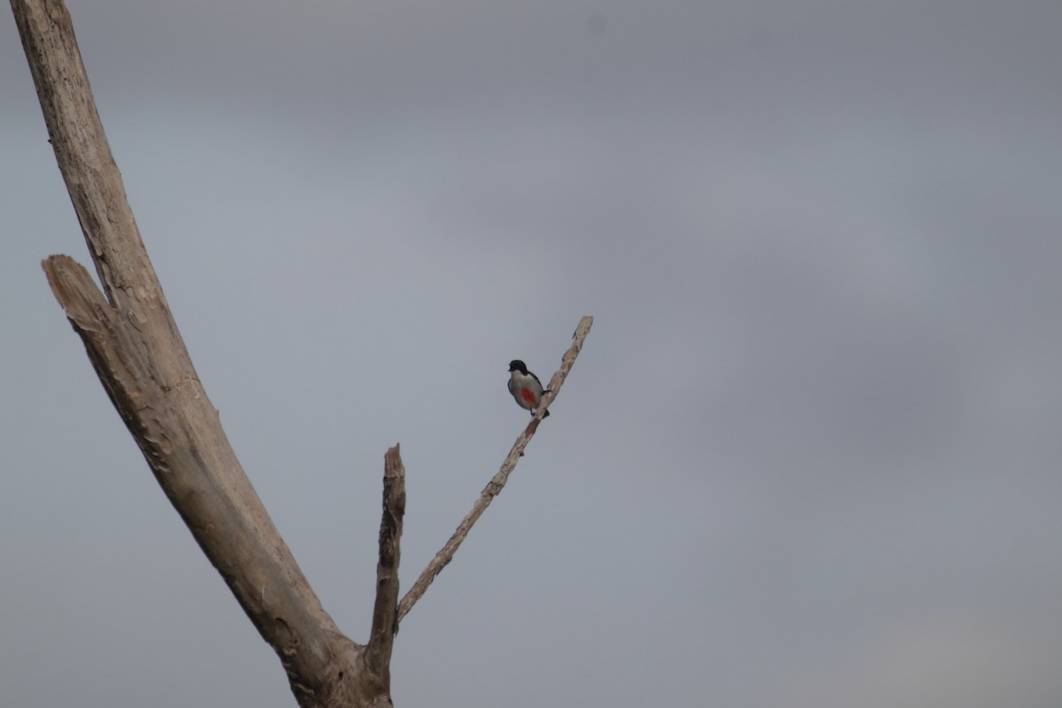 Филиппинский цветоед - ML646232459