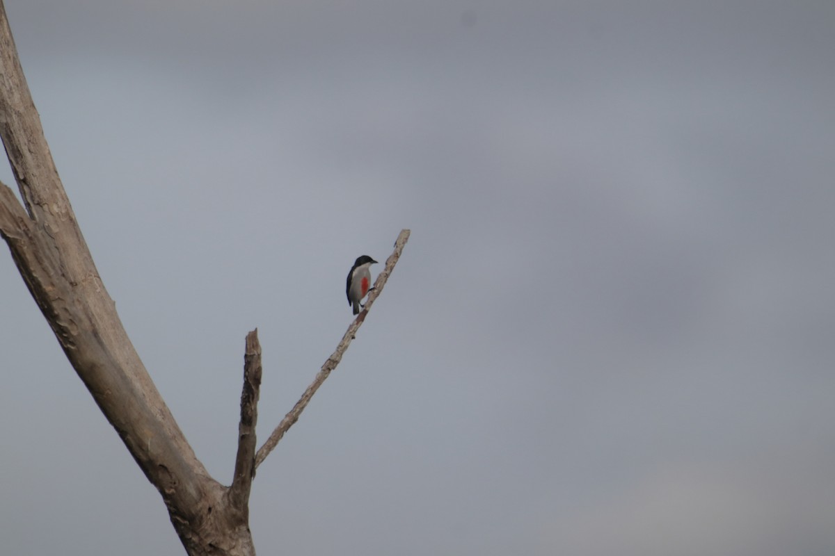 Red-keeled Flowerpecker - ML646232460
