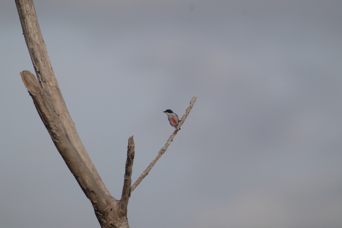 Red-keeled Flowerpecker - ML646232461