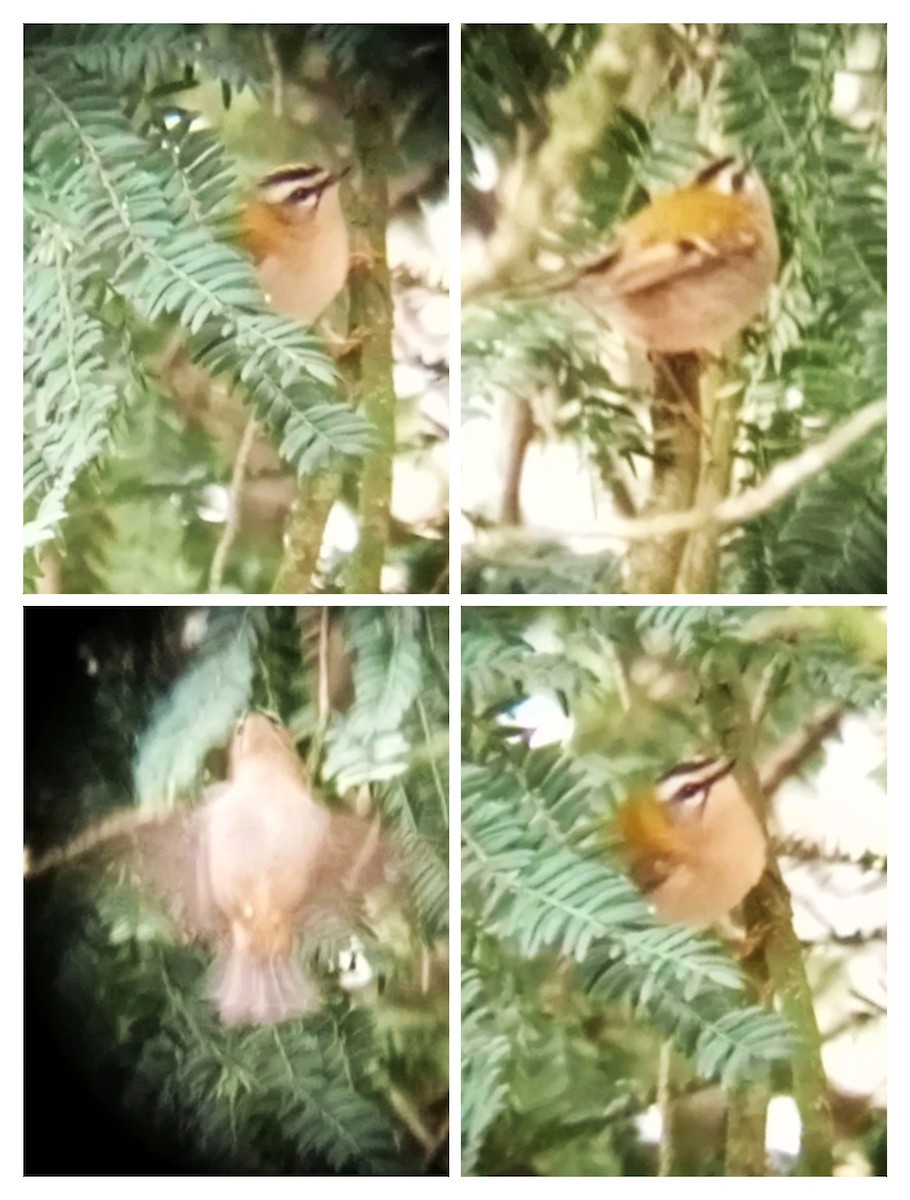 Common Firecrest - ML646232463