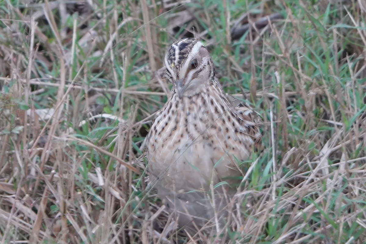 Bıldırcın - ML646232464