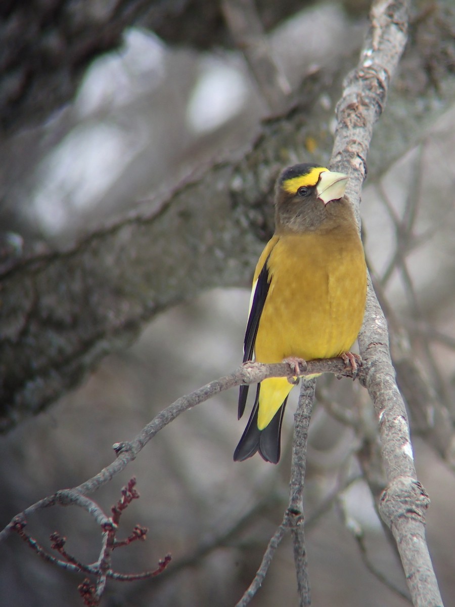 Evening Grosbeak - ML646232466