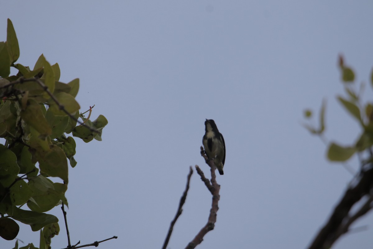 Pygmy Flowerpecker - ML646232467