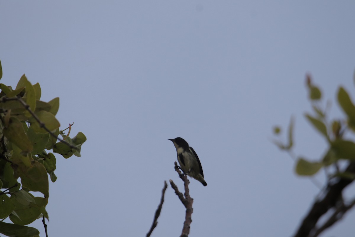 Pygmy Flowerpecker - ML646232468