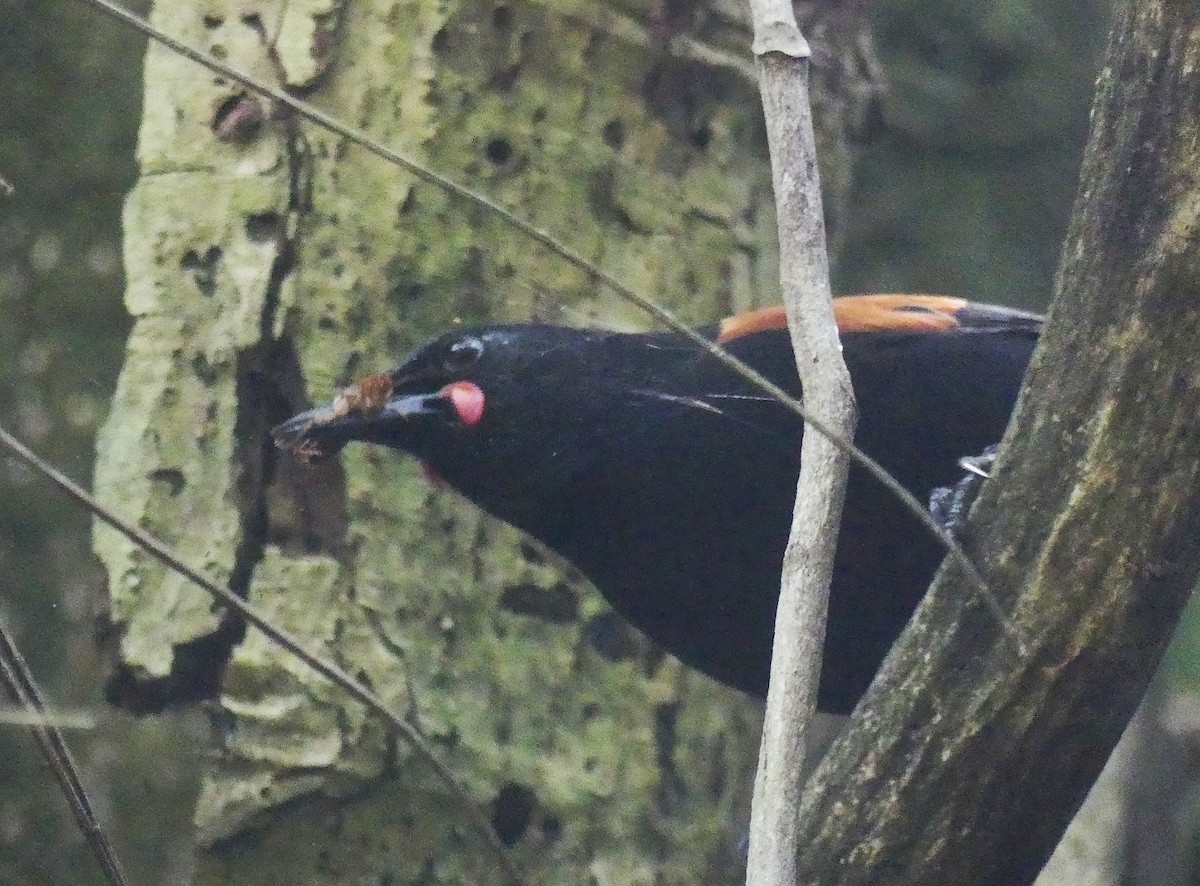 North Island Saddleback - ML646232469