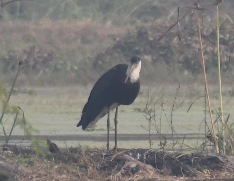 Zikoina lepazuri asiarra - ML646232471