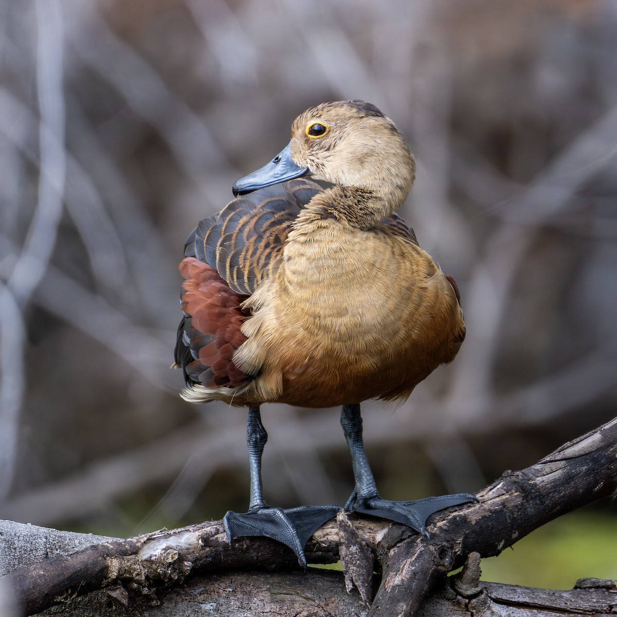 Zuhaitz-ahate javatarra - ML646232472