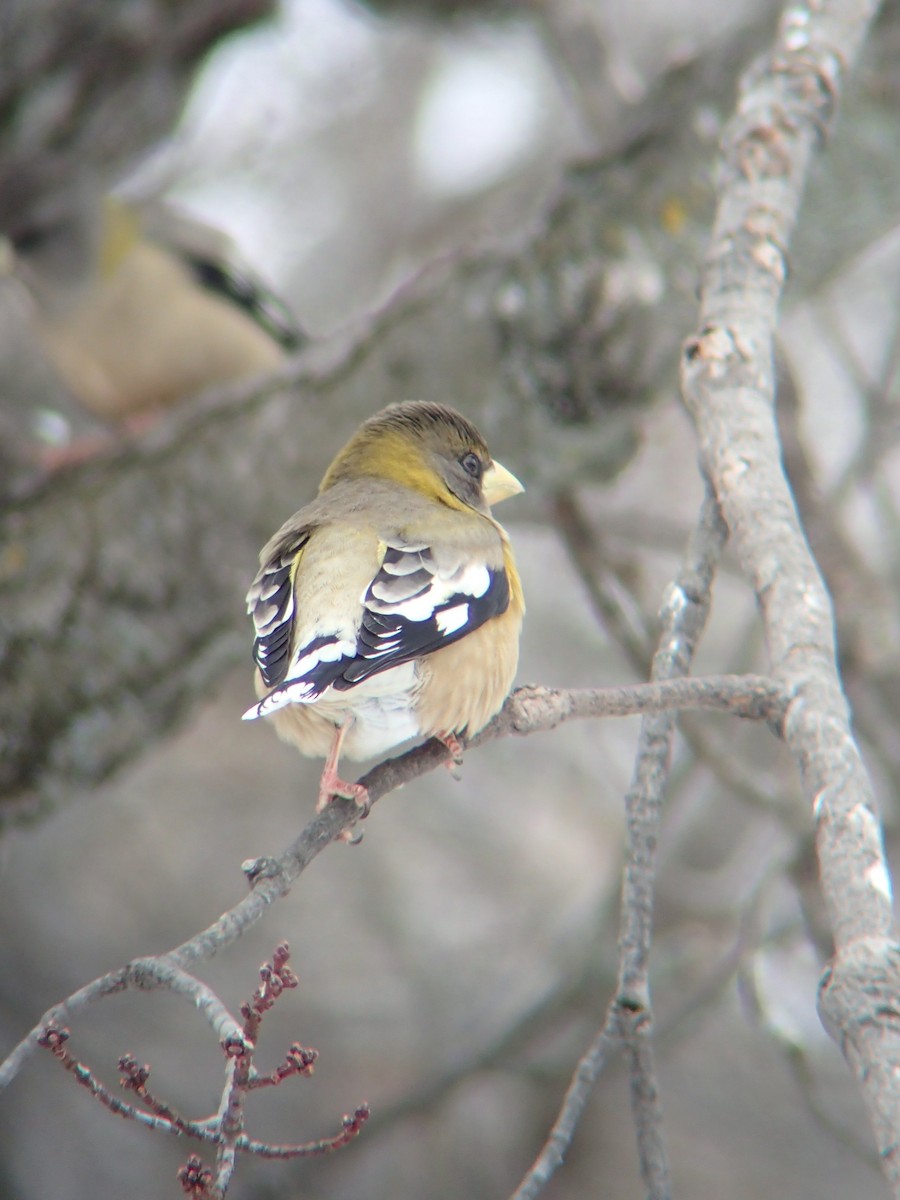 Evening Grosbeak - ML646232473