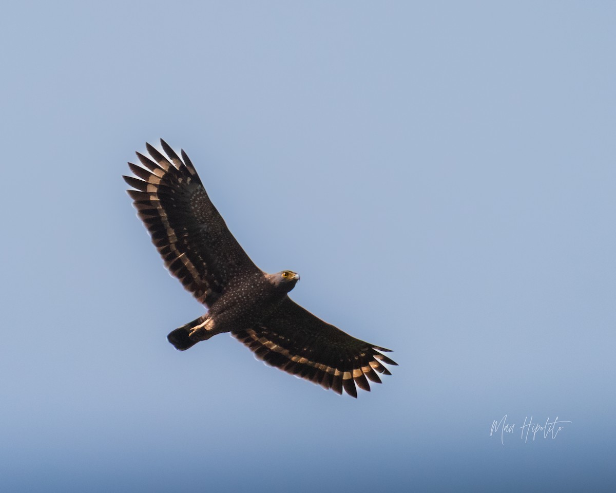 Philippine Serpent-Eagle - ML646232475