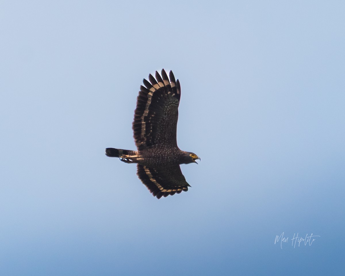 Philippine Serpent-Eagle - ML646232476