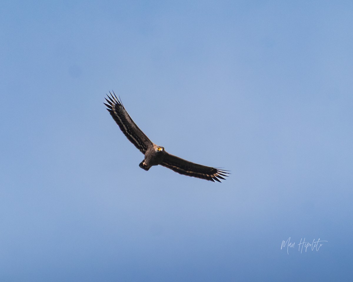 Philippine Serpent-Eagle - ML646232478