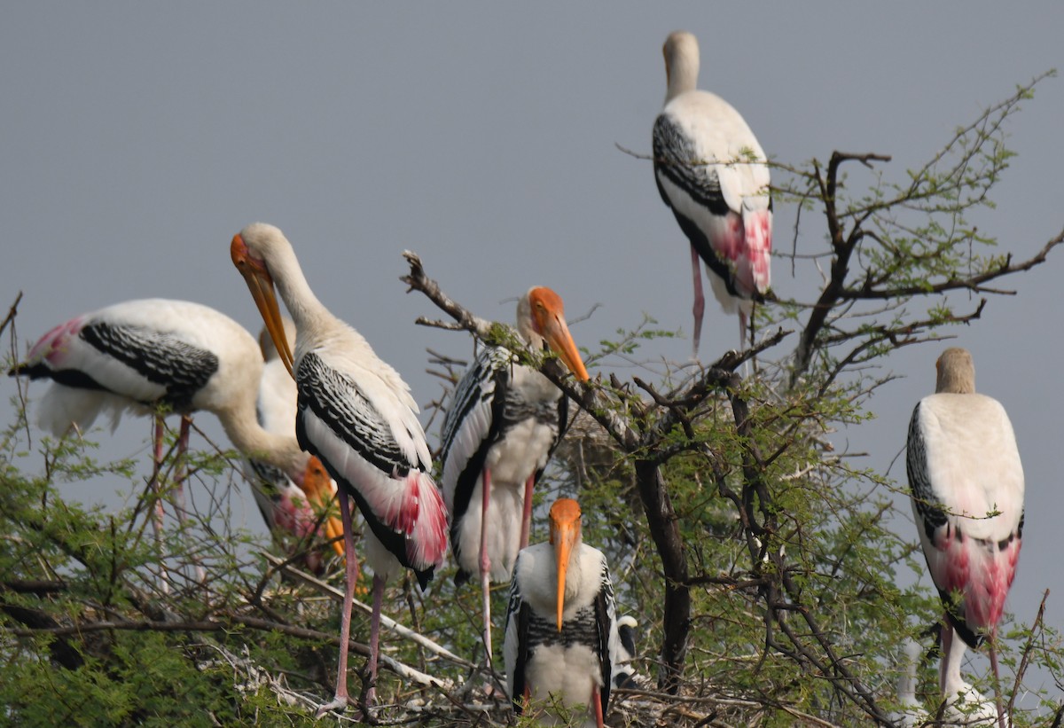 Tantalo indiarra - ML646232479