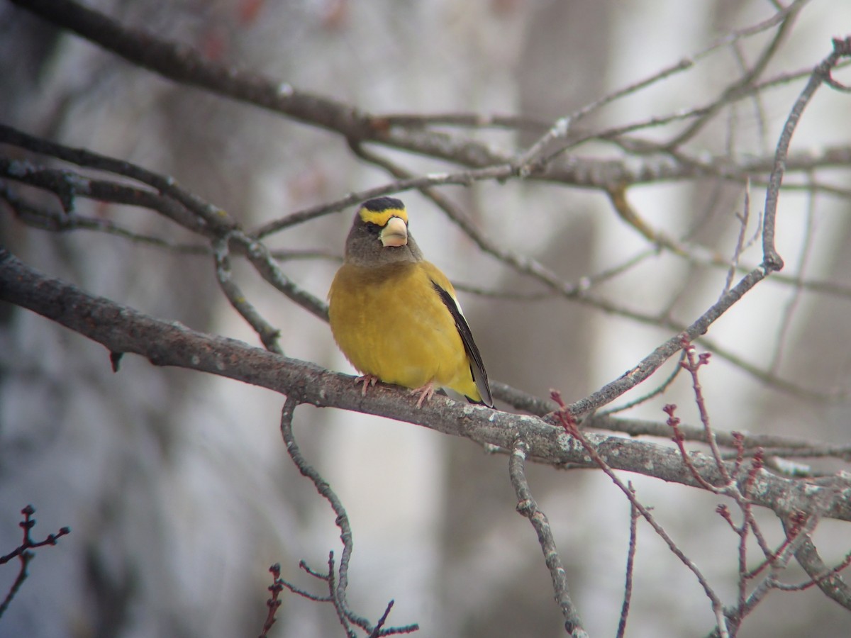 Mokolodi bekainoria - ML646232480