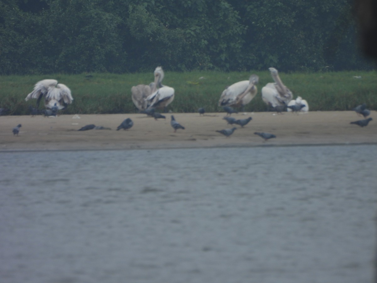 Pelikano tantoduna - ML646232481