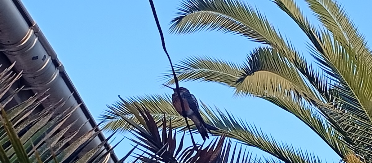 Giant Hummingbird - ML646232482