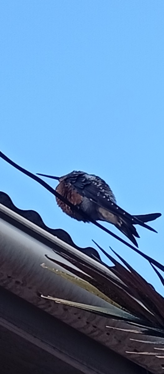 Giant Hummingbird - ML646232483