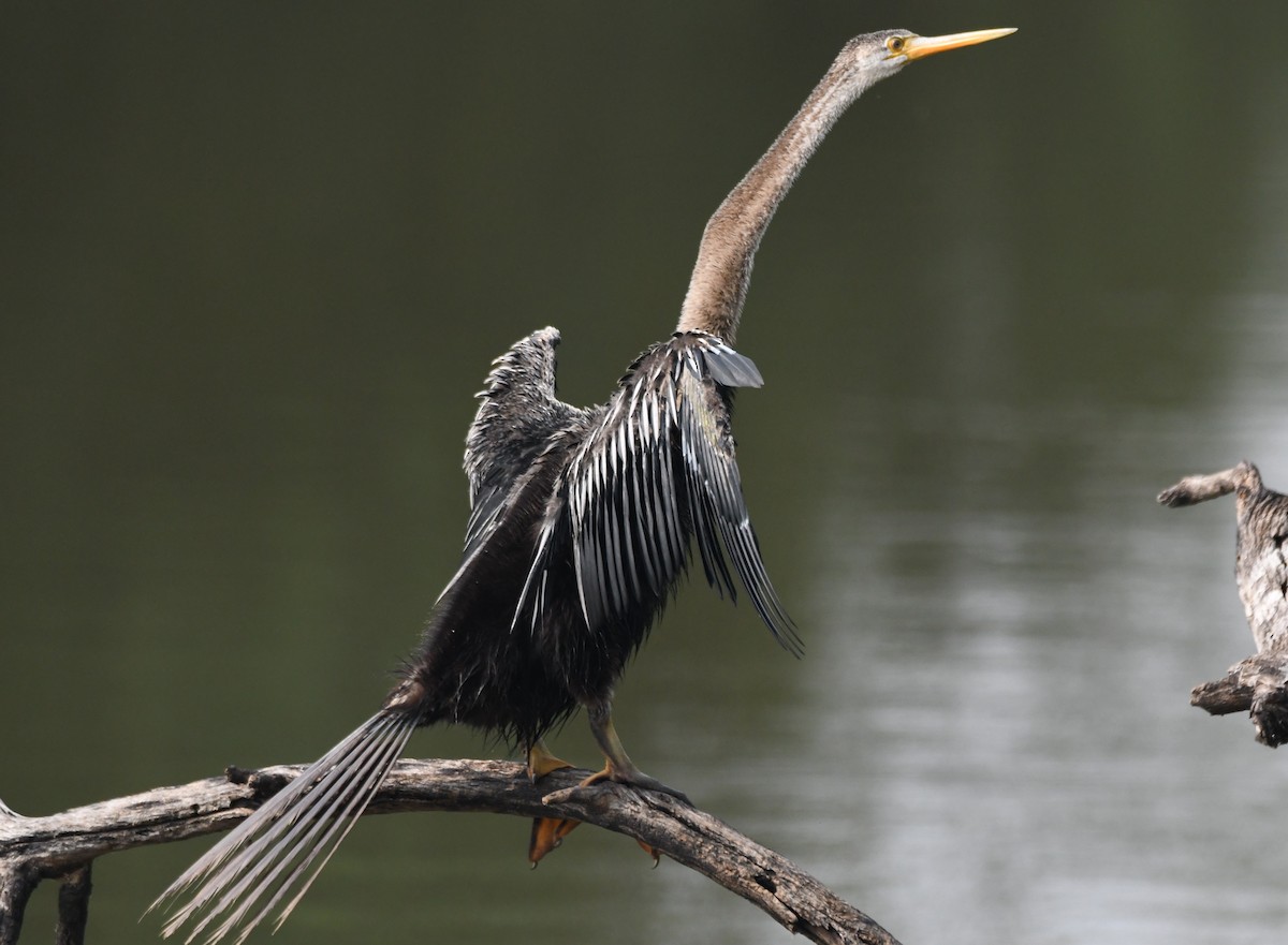 Anhinga asiarra - ML646232484