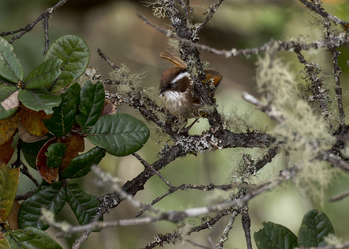 White-browed Fulvetta - ML646232485