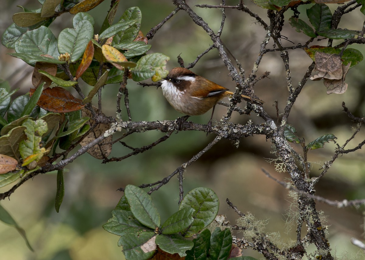 White-browed Fulvetta - ML646232486
