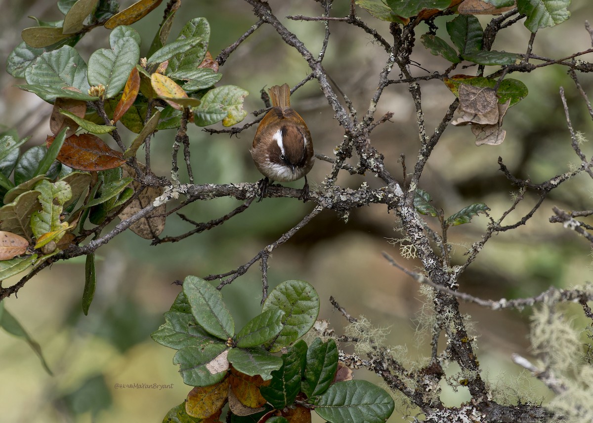 White-browed Fulvetta - ML646232487
