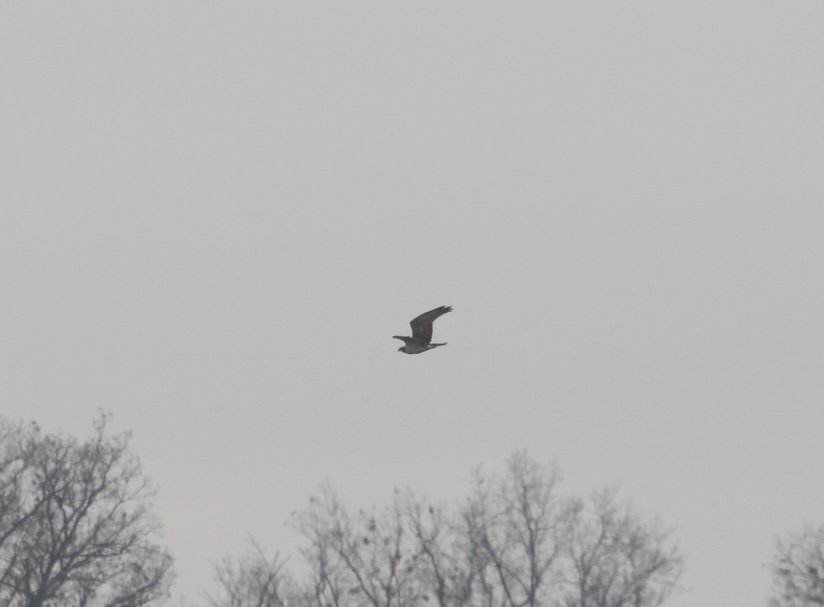 Osprey - ML646232488