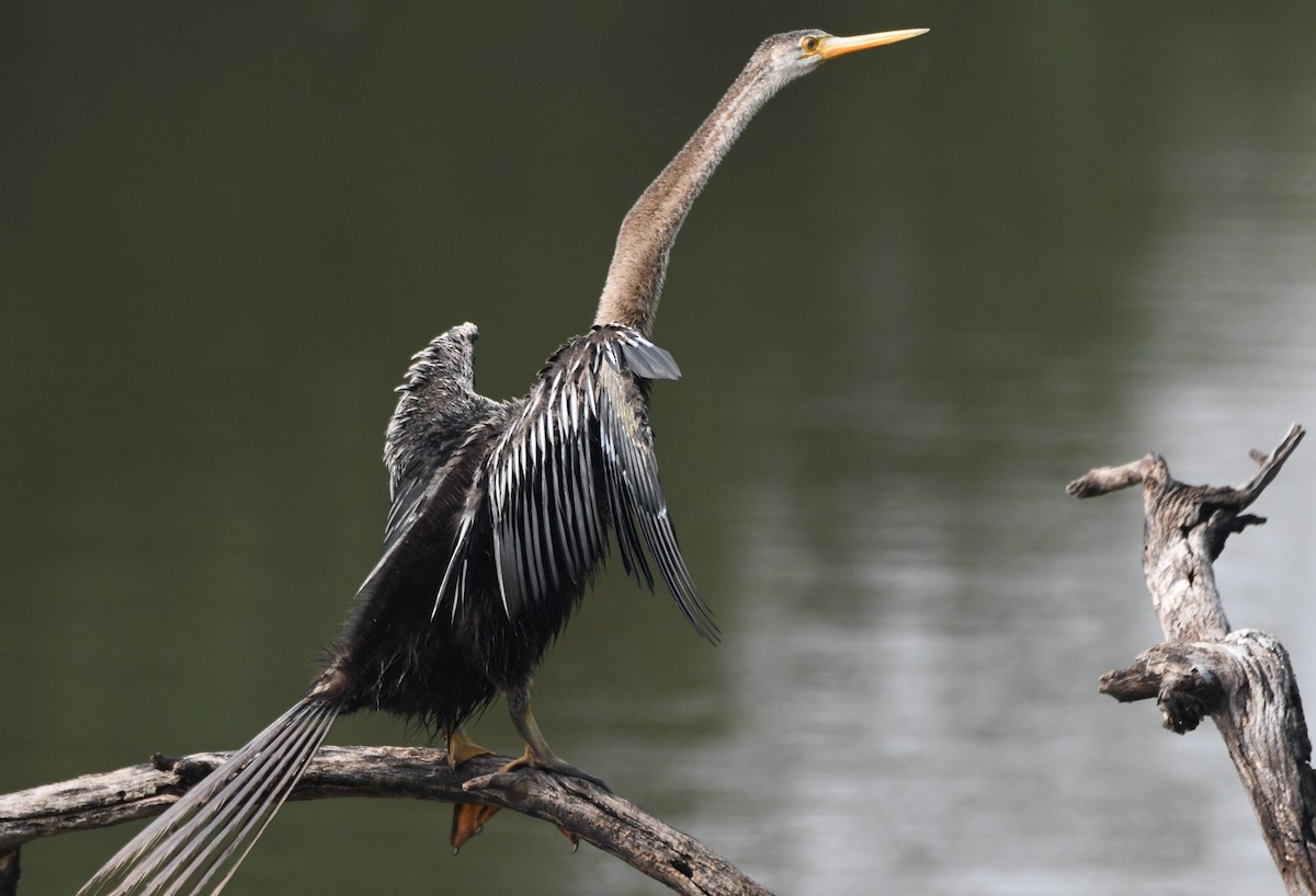 Anhinga asiarra - ML646232489