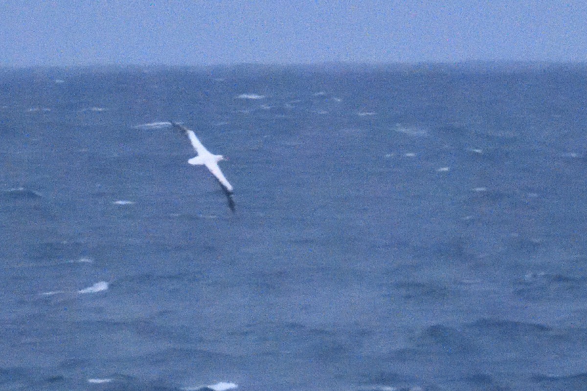 Albatros bidaiaria - ML646232490