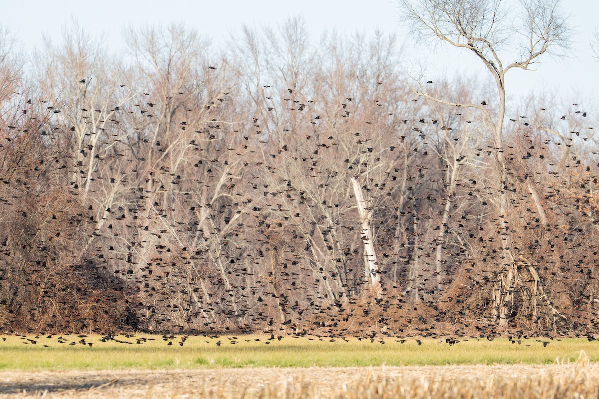 Red-winged Blackbird - ML646232491