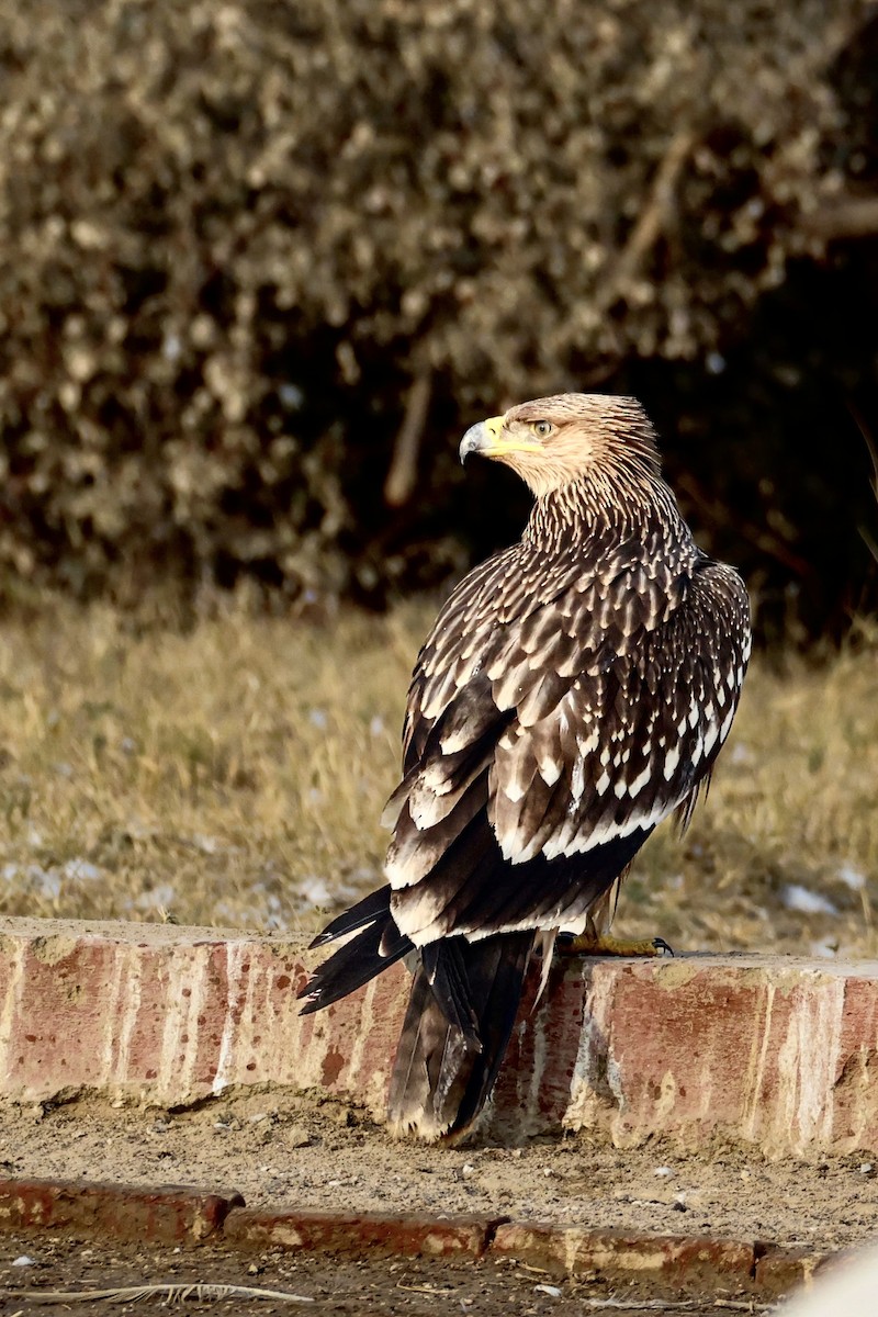 Eguzki-arrano eurasiarra - ML646232492