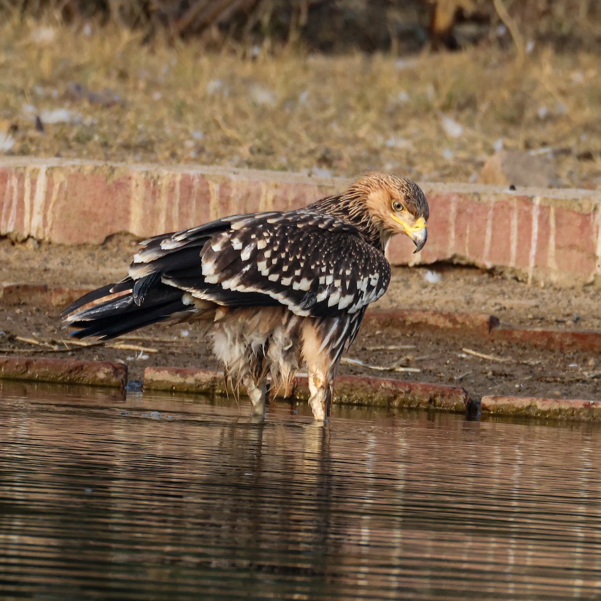 Eguzki-arrano eurasiarra - ML646232493