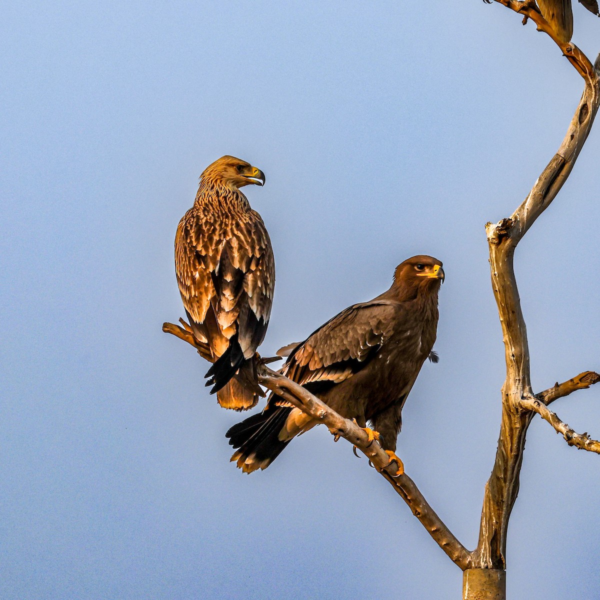 Eguzki-arrano eurasiarra - ML646232494