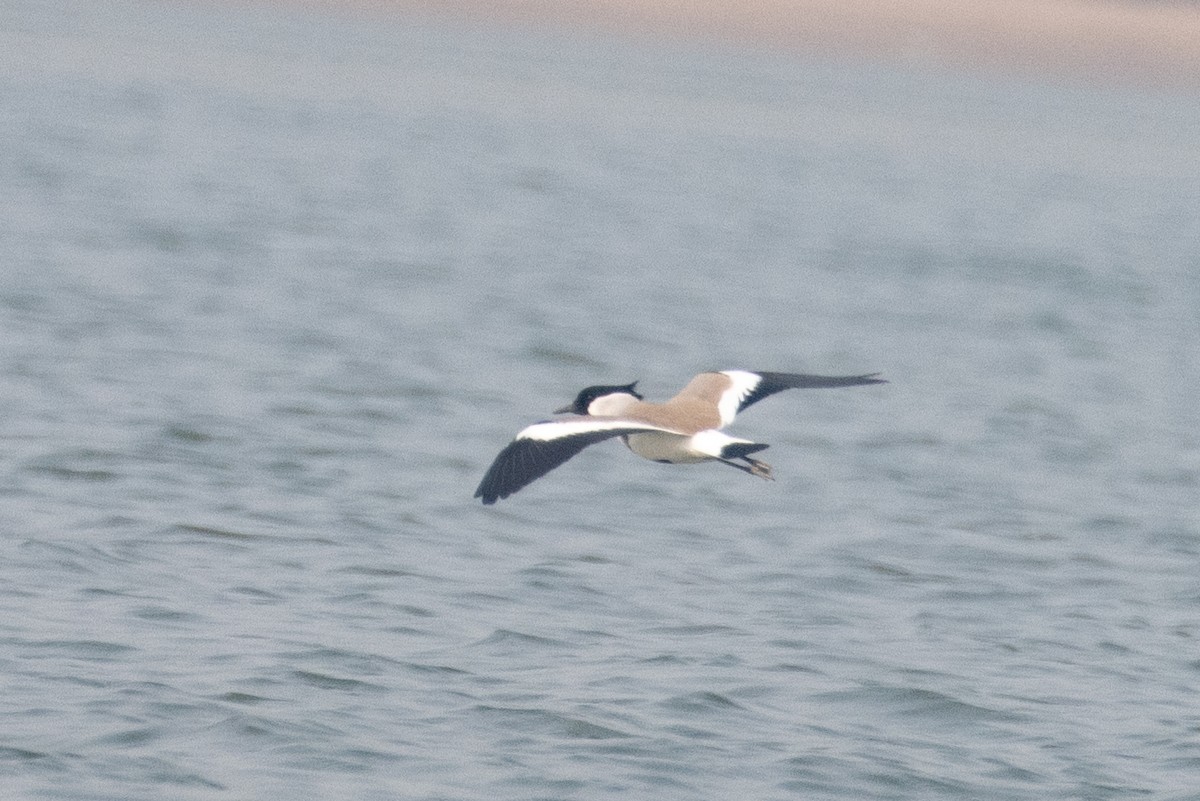 River Lapwing - ML646232495