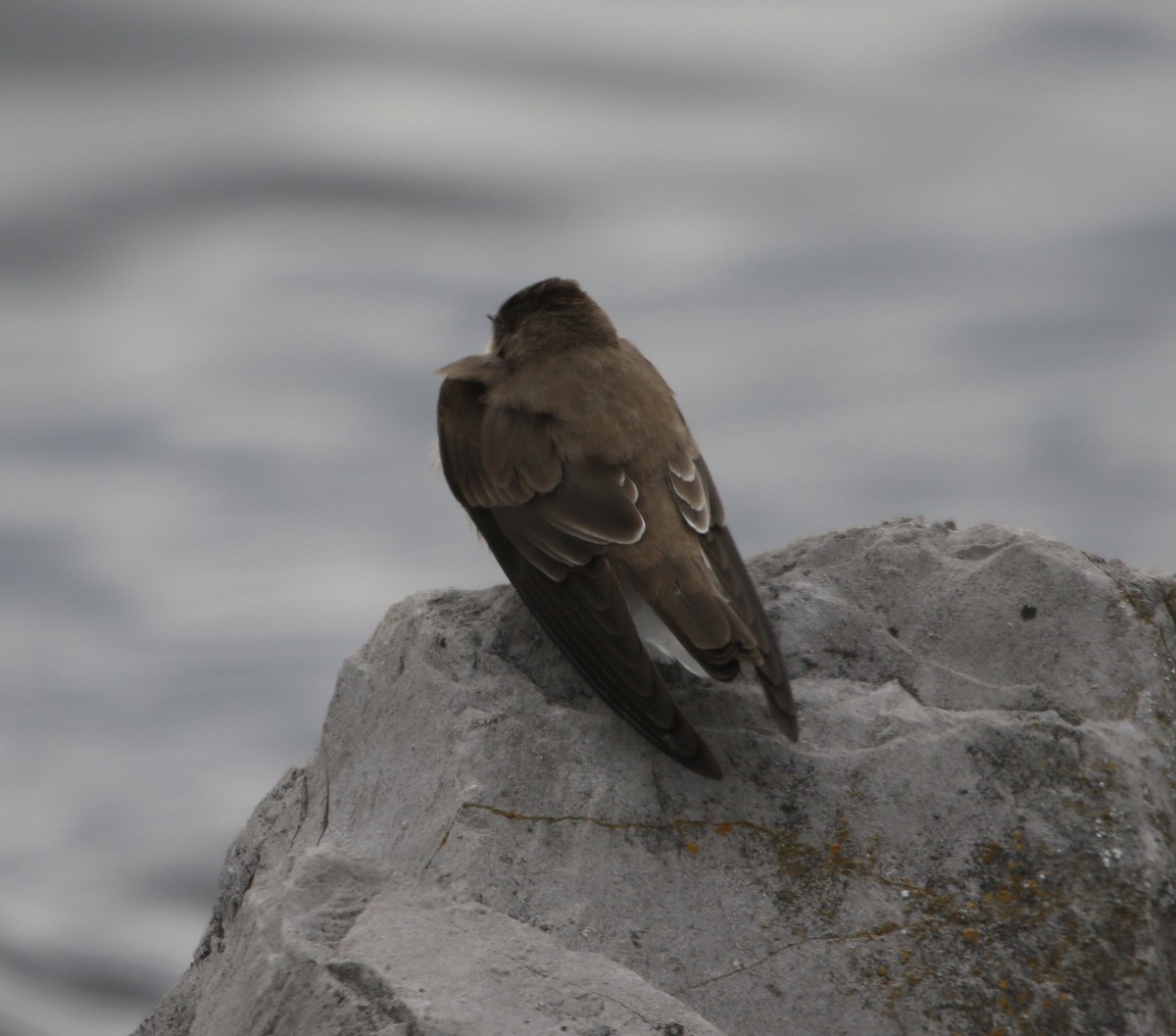 Northern Rough-winged Swallow - ML646232496