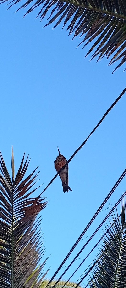 Giant Hummingbird - ML646232497