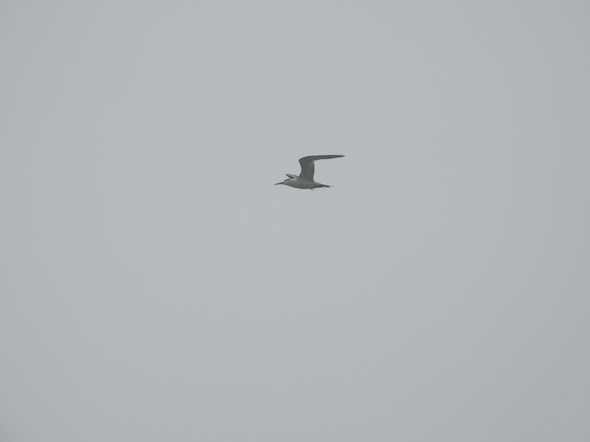 Great Crested Tern - ML646232499
