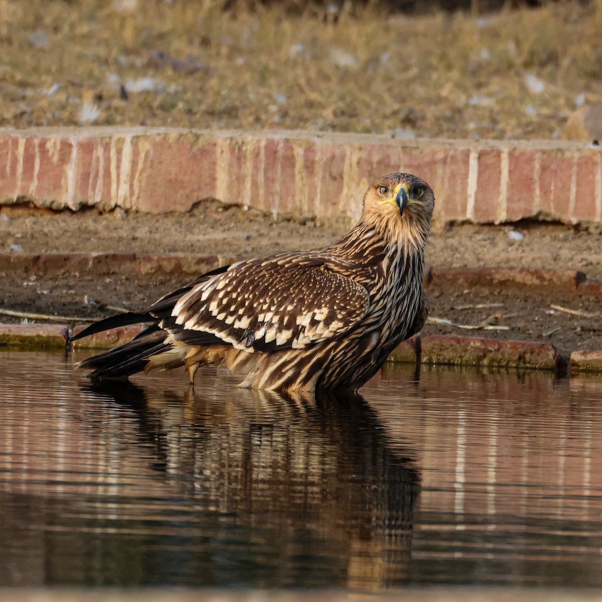 Eguzki-arrano eurasiarra - ML646232500