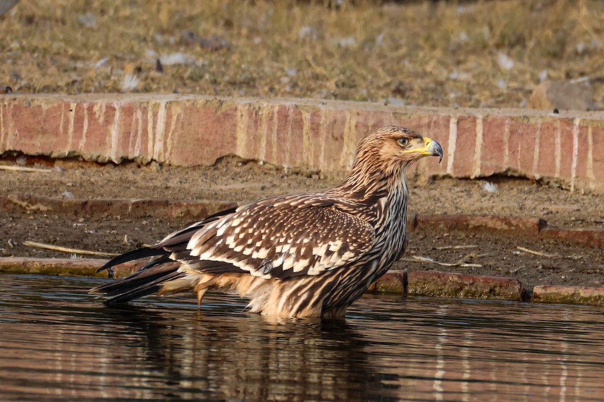 Eguzki-arrano eurasiarra - ML646232501