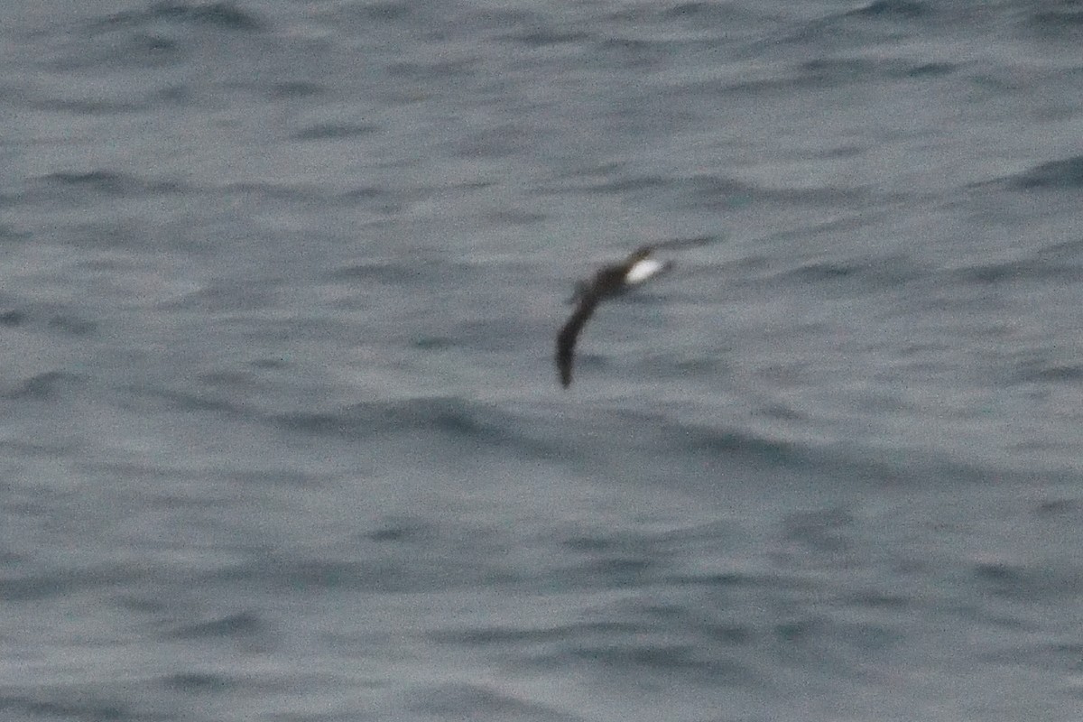 Albatros burugrisa - ML646232502