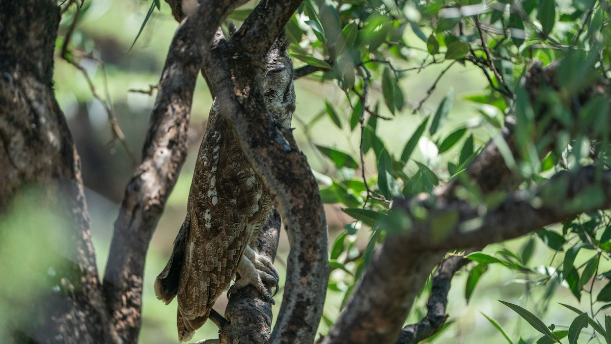 Grayish Eagle-Owl - ML646232503