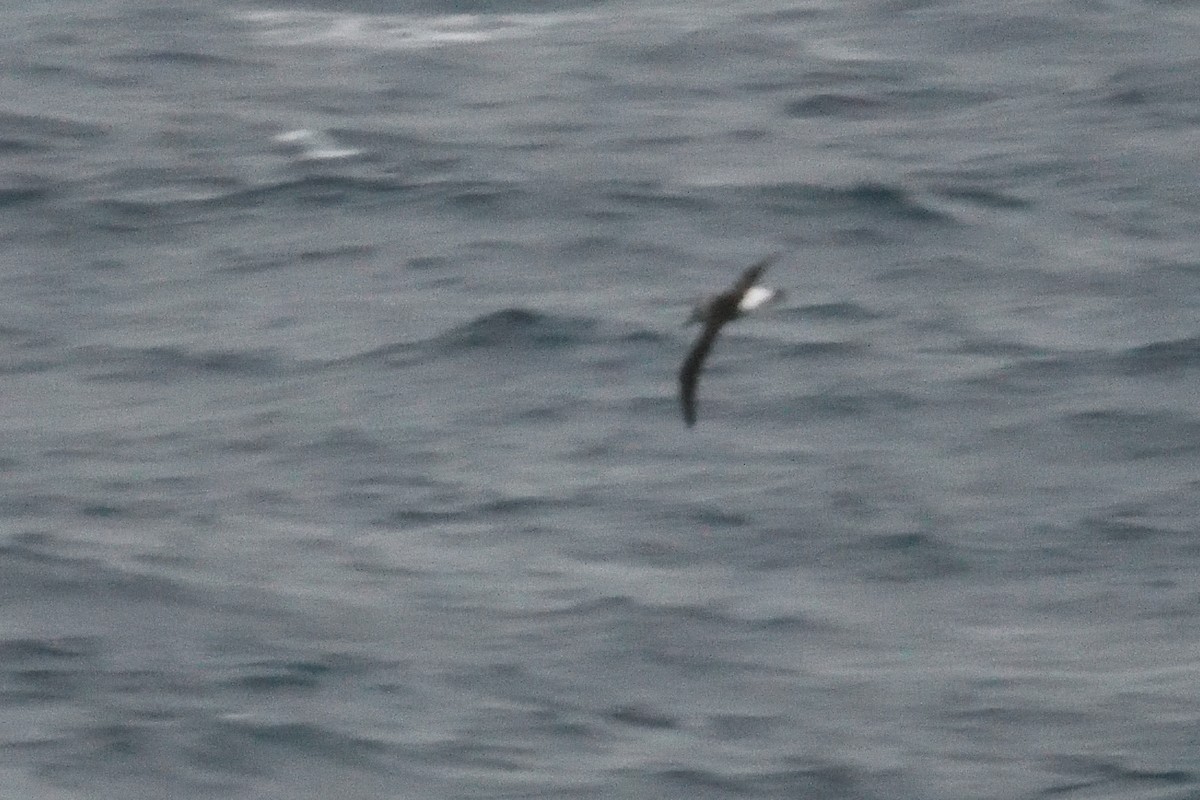 Albatros burugrisa - ML646232504