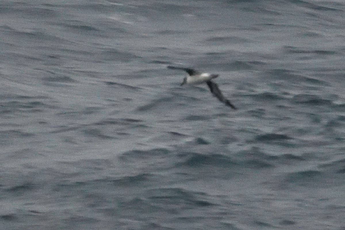 Albatros burugrisa - ML646232505